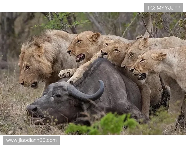 布林狮子直播首秀:猛兽互动新体验震撼开启